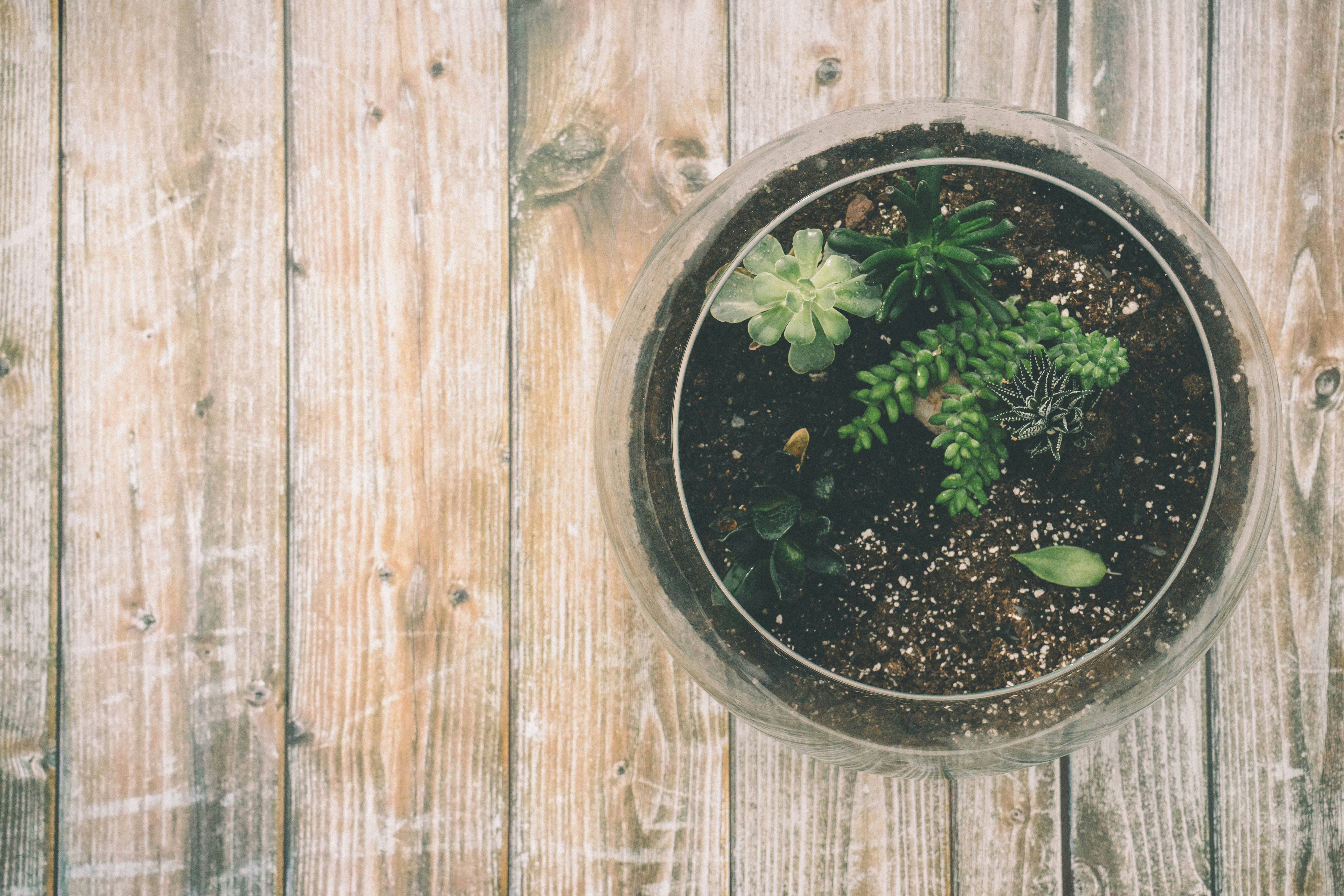 fish bowl on wood plank